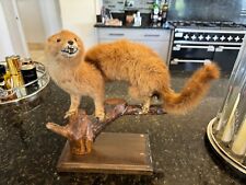 Taxidermy stoat mount for sale  BEDFORD