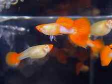 Live fish peaceful for sale  REDHILL