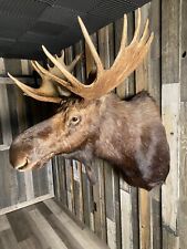 Shiras moose taxidermy for sale  Bridger