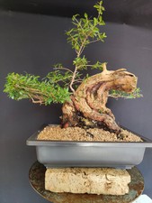 pre bonsai usato pre bonsai usato San Pancrazio Salentino