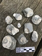Ammoniten pleuroceras buttenhe gebraucht kaufen  Seevetal
