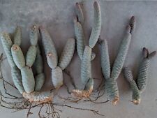 Pine cone cactus for sale  Tucson