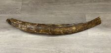 wooly mammoth tusk for sale  North Hollywood