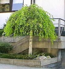 Silver weeping birch for sale  Canton