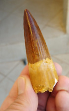 dinosaur tooth for sale  Shipping to Ireland