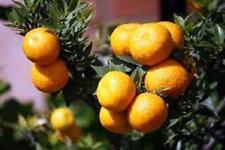 Pianta chinotto citrus usato  Maddaloni