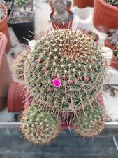 Mammillaria Ginsa Maru Pot 14CM Beutiful Plant Cultivated In Sicily Very Robust for sale  Shipping to South Africa
