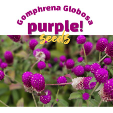 Globe amaranth gomphrena for sale  Marietta