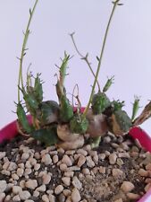 Euphorbia globosa vaso usato  Palestrina