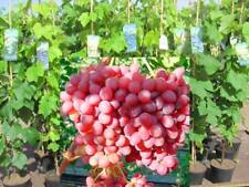Vitis vinifera einset gebraucht kaufen  Saterland