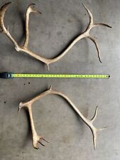 caribou antlers used for sale for sale  Brainerd