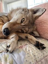 Sweet coyote soft for sale  Willmar