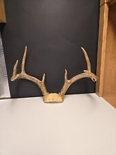 Point whitetail deer for sale  Manhattan