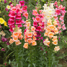 Penstemon giant flowered for sale  Shipping to Ireland