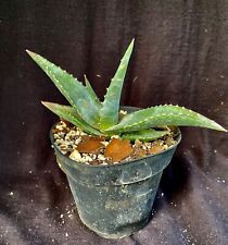 Aloe meyeri aloe for sale  Palm City