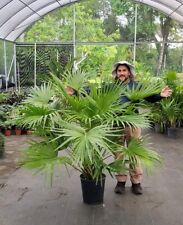 Chinese fan palm for sale  Miami