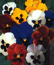 Flower pansy swiss for sale  WREXHAM