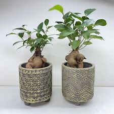 Ficus ginseng ficus for sale  LEWES