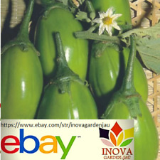 Sementes raras Jiló Tinguá Verde-Claro 30 sementes frescas comprar usado  Brasil 