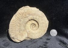 Harpoceras ammonite for sale  LANGPORT