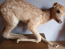 Vintage taxidermy baby for sale  LONDON