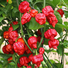 Chilli pepper armageddon for sale  LLANDYSUL