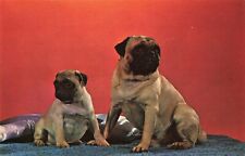 pug purebred puppies for sale  Valdese