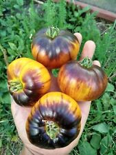 Tomaten samen purple gebraucht kaufen  Parey