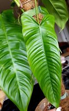 Rare philodendron sharoniae for sale  Glenmoore