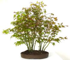 Specimen japanese maple for sale  LLANDRINDOD WELLS