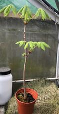 Horse chestnut conker for sale  LUTON