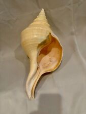 AUSTRALIAN TRUMPET SHELL APPROXIMATELY 19 INCHES LONG - GIANT SYRINX for sale  Shipping to South Africa