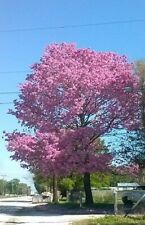 trumpet trees pink for sale  Bartow