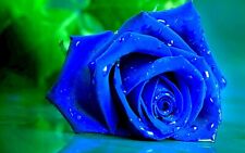 Blue rose flower for sale  EXETER