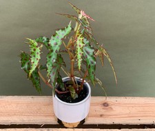 begonia usato begonia usato Spedire a Italy