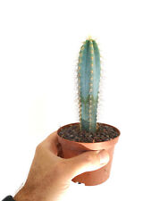 PILOSOCEREUS AZUREUS 14.5cm high very blue!!! 4B3, used for sale  Shipping to South Africa