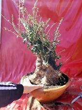 Bonsai olivo selvatico usato  Polistena
