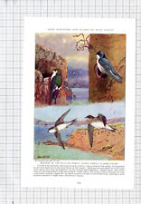 Swallow  Bird Tree Swallow Allan Brooks - c.1936 Book Print / Cutting, used for sale  Shipping to South Africa