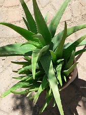 Large aloe vera for sale  Imperial