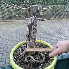 Prebonsai olmo campestre usato  Savignano Sul Rubicone