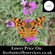 Comma butterfly eggs for sale  LINCOLN