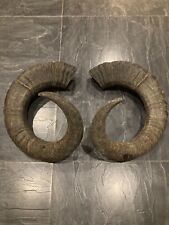 Rams horns for sale  CARMARTHEN