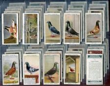 homing pigeon for sale homing pigeon for sale ASHFORD