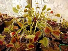 Venus flytrap gigantea for sale  Chesapeake