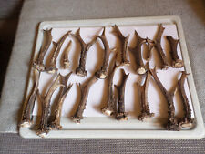 19 astas de corzo naturales para la elaboración de juegos de rol trofeos de caza taxidermia segunda mano  Embacar hacia Mexico