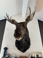 Moose mount taxidermy for sale  Austin