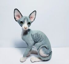 hairless sphynx kitten for sale  Saint Charles