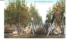 Postcard apple orchard for sale  Missoula