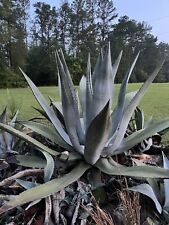 Inch blue agave for sale  Clinton
