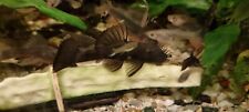 Green dragon pleco for sale  DAGENHAM